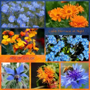 Mix Blue Orange Flower Seeds