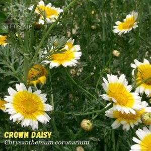 crown daisy Chrysanthemum coronarium Seeds