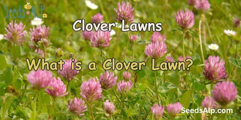 What is a Clover Lawn