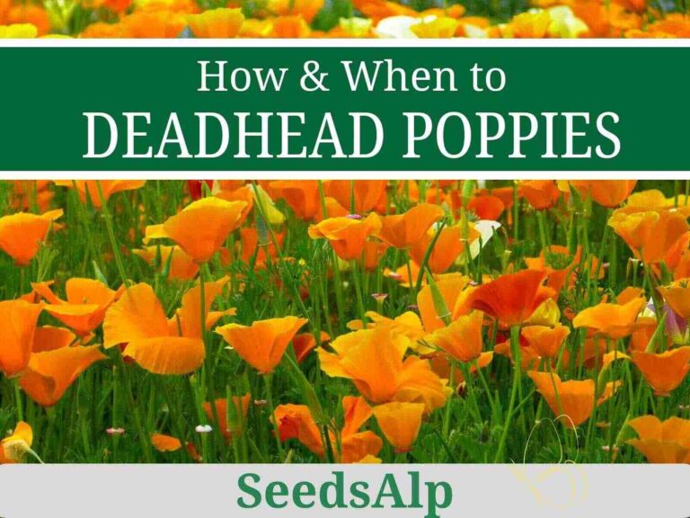 How to Deadhead Poppies