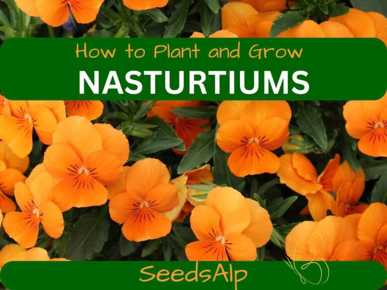 How to Grow Nasturtiums