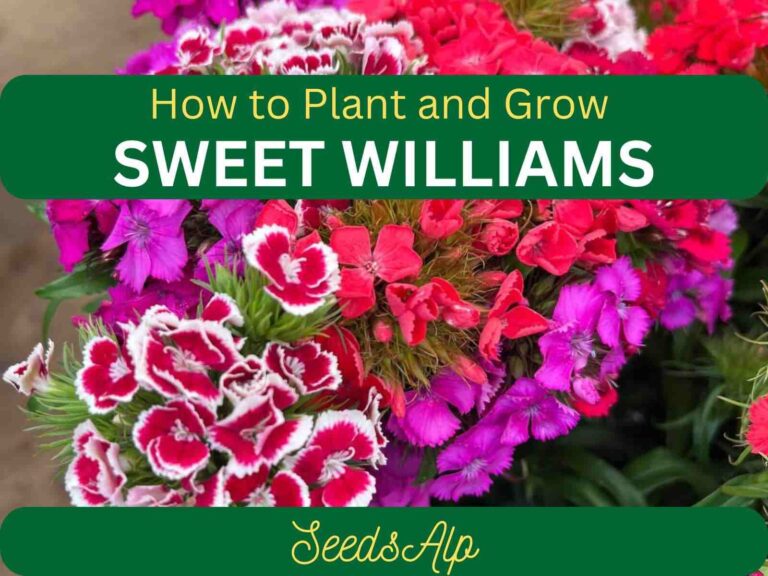 How to Grow and Care for Sweet William