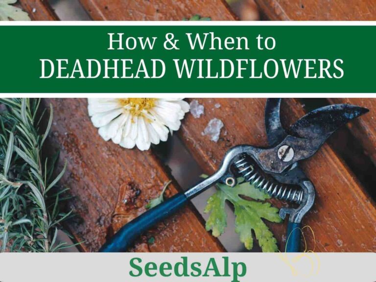 how to deadhead wildflowers