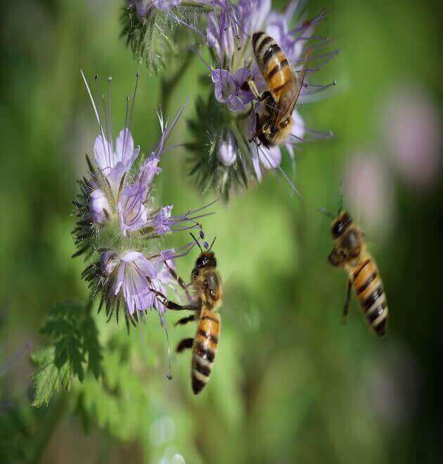 bees-phacelia tanacetifolia