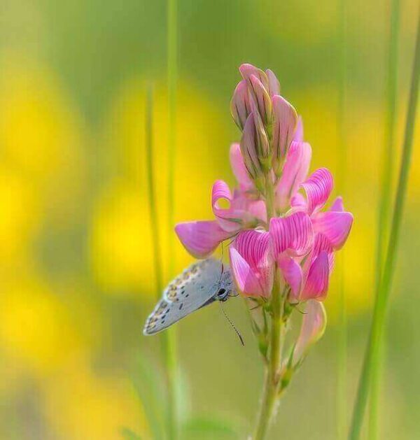 butterfly-sainfoin seeds uk- Sainfoin seeds for sale, certified organic and non-GMO, Onobrychis viciifolia Seeds