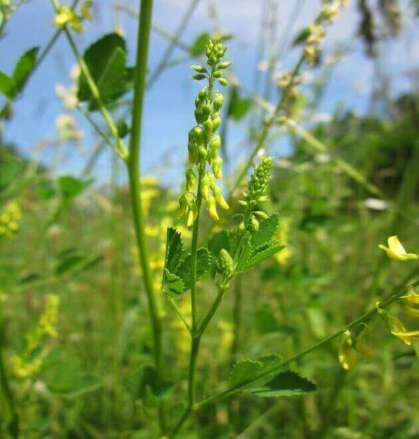 Close-up of white Melilotus Officinalis (White Sweet Clover) flowers in a field yellow sweet clover