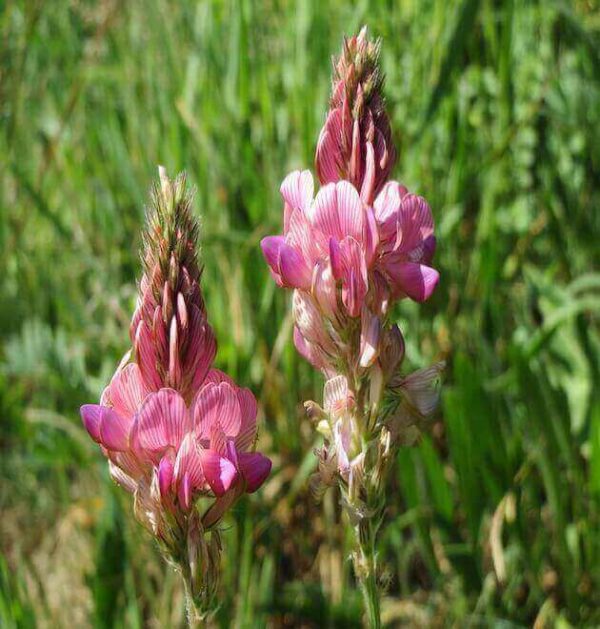 A field of pink Onobrychis Viciifolia Sainfoin flowers, providing a nutritious food source for horses.