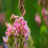 ainfoin Onobrychis flowers in full bloom, available as seeds at SeedsAlp.