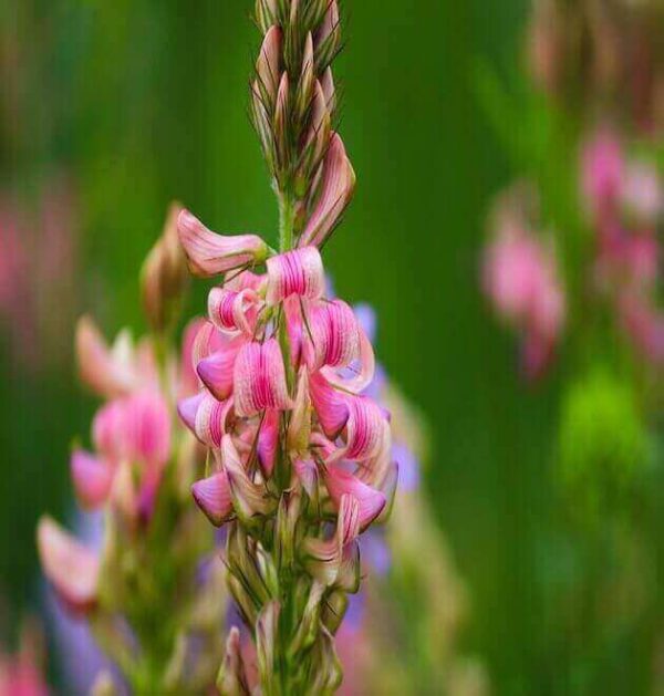 ainfoin Onobrychis flowers in full bloom, available as seeds at SeedsAlp.
