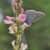 High-quality sainfoin seeds available for purchase at SeedsAlp.