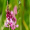 Beautiful and vibrant sainfoin wildflowers in full bloom. Sainfoin Wildflowers in Full Bloom