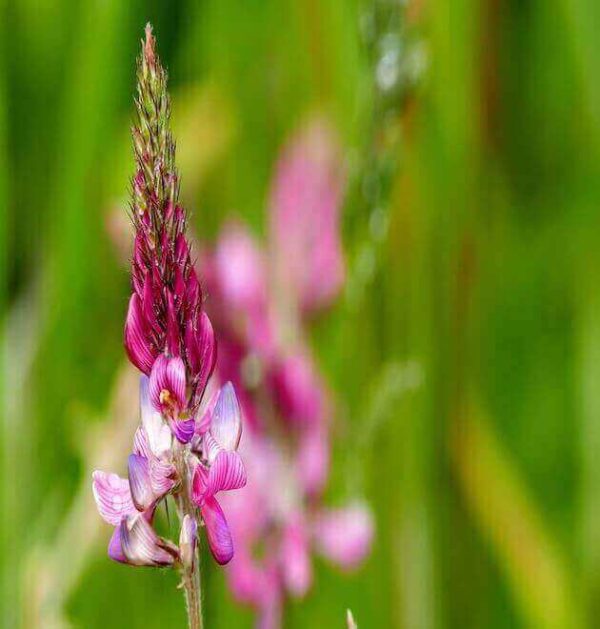 Beautiful and vibrant sainfoin wildflowers in full bloom. Sainfoin Wildflowers in Full Bloom