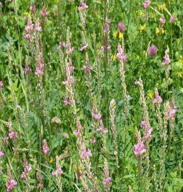 Ripe sainfoin seeds surrounded by green sainfoin leaves and blooming sainfoin wildflowers.