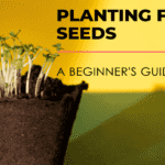 How to plant flower seeds - A Beginner's Guide to Planting Flower Seeds