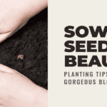 When to Plant Flower Seeds Best time to plant flower seeds