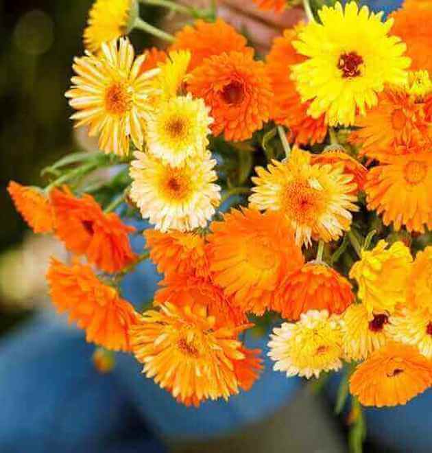 Grow Calendula Flowers