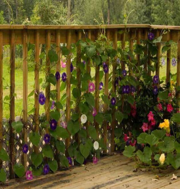 Colorful morning glory flowers
