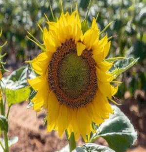 Organic Dwarf Sunflower Seeds