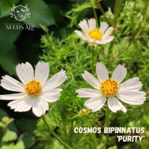 Purity Cosmos Seeds