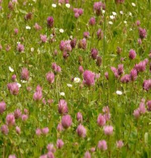 Red clover grass seed