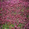 crimson red clover seeds - A close-up of crimson red clover seeds, which are a nitrogen-fixing plant that can help to improve the health of your soil and reduce your need for fertilizer.