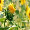 sunflower seeds for containers