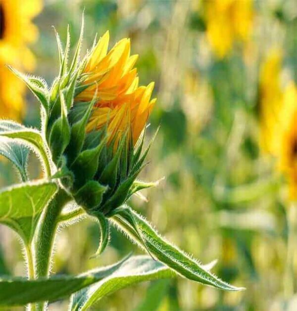 sunflower seeds for containers