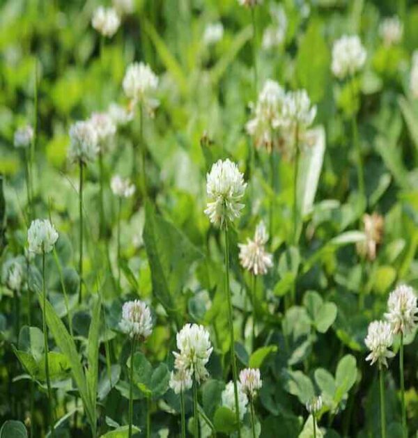 white clover grass seed