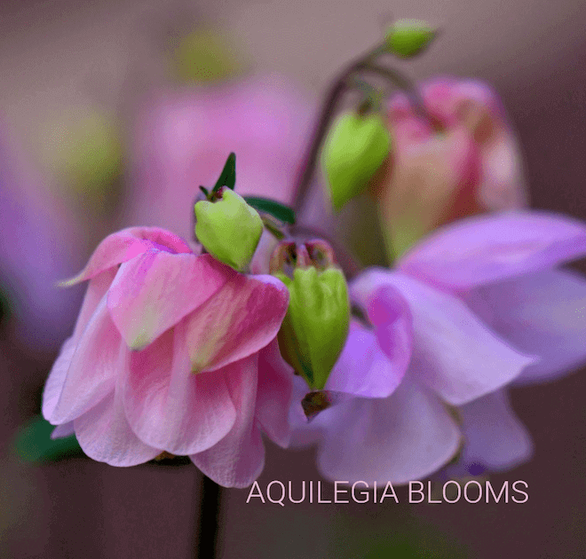 Aquilegia Flower