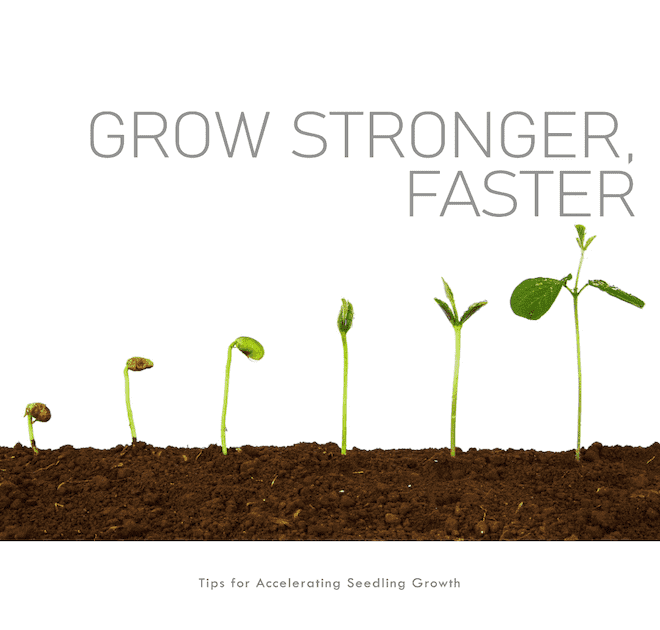 How to Accelerate Seedling Growth
