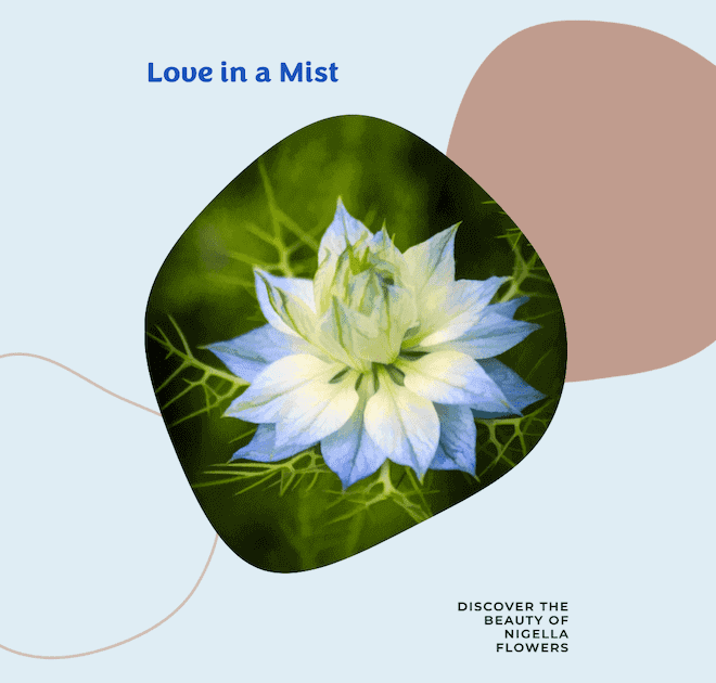 Nigella (Love in a Mist) Flower