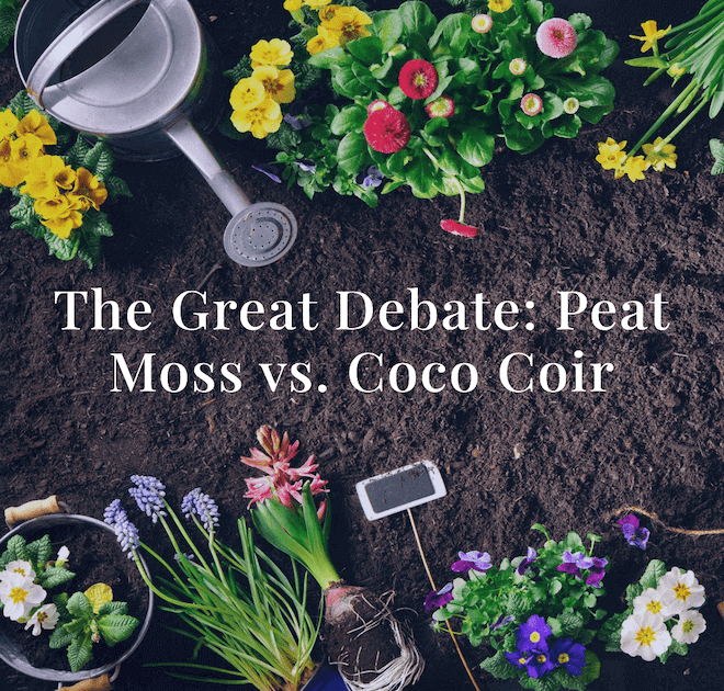 Peat Moss vs Coco Coir
What Soil Is Best For Seed Germanation?