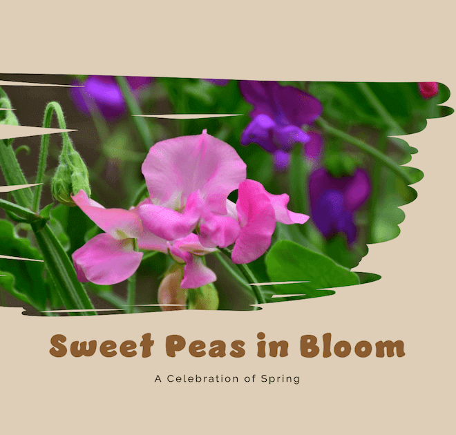 Sweet Peas Flower