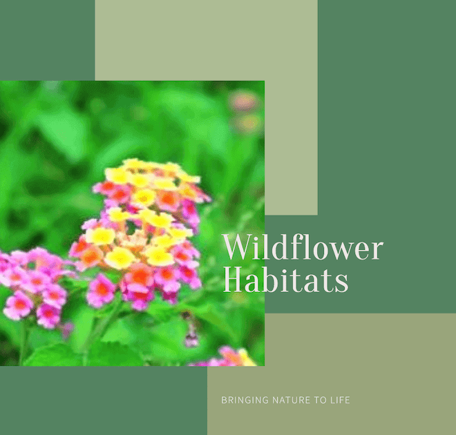 Wildflower Habitats