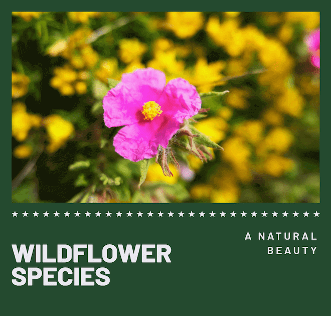 Wildflower Species