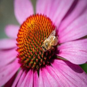 Echinacea Purpurea honey-bee Echinacea pallida