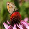 butterfly-planting echinacea purpurea