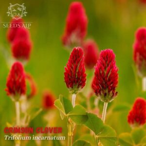 crimson clover Trifolium incarnatum Italian clover Seeds