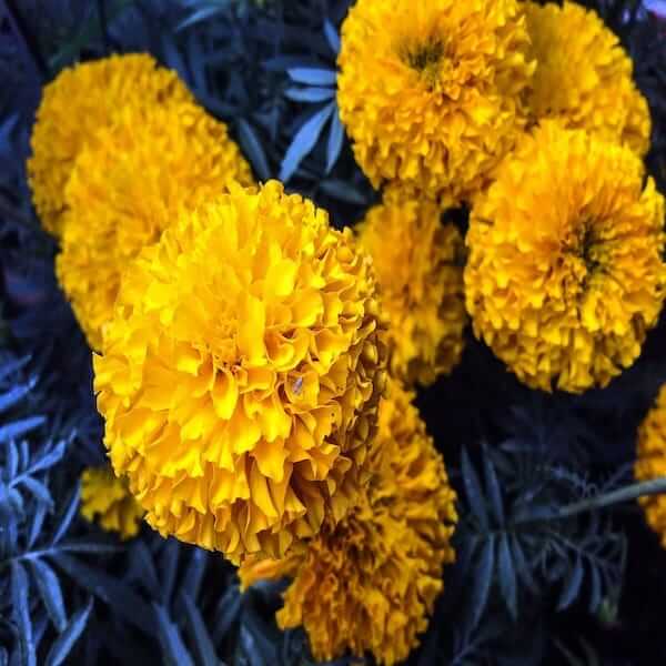 flower English marigold