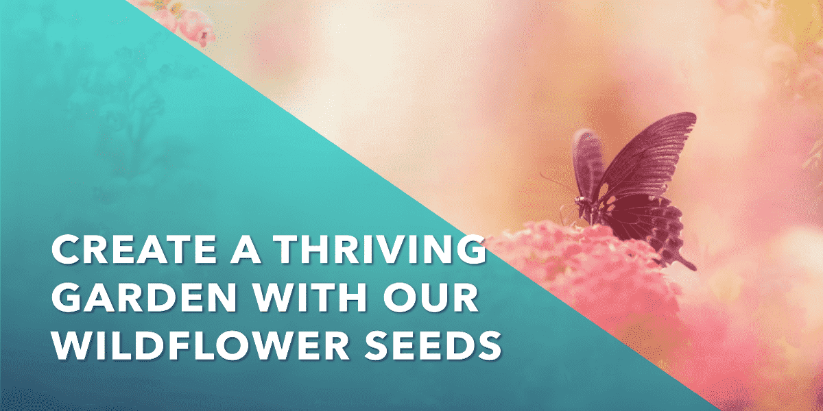 most popular wildflower seeds