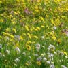 Bulk wildflower seed packets:Bulk wildflower seed packets to transform your garden into a vibrant oasis. Bulk wildflower seed packets