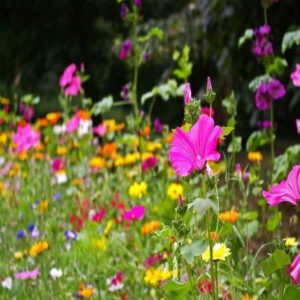 Part Shade Flower Seeds Create a vibrant tapestry of colors with our best flower seeds for shade, attracting pollinators and delighting your senses.