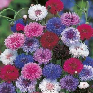 Polka Dot Mixed Cornflower Seeds