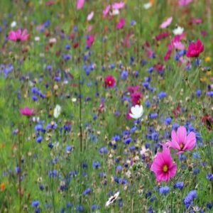 Wildflower mix seed packets:Wildflower mix seed packets for a dazzling display of color and life in your garden. Wildflower Seed Packets