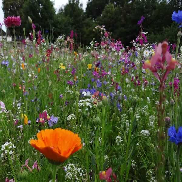 Order your wildflower seed packets today and experience the magic of nature in your own garden! Wildflower mix seed packets