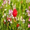 best flower seeds for shade Transform your shaded areas into a flourishing oasis of natural beauty with our wildflower seeds for shade.