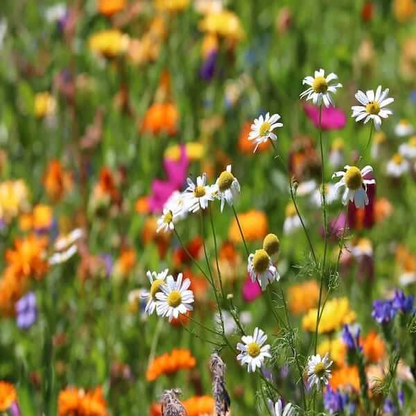 A variety of wildflower seeds in a packet, representing the potential for a beautiful wildflower meadow.