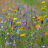 A wildflower meadow with a path winding through it, inviting people to explore and enjoy the beauty of nature.
