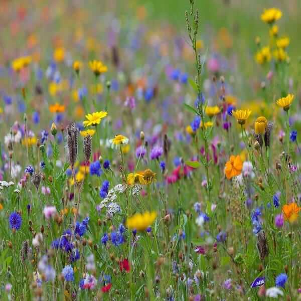 A wildflower meadow with a path winding through it, inviting people to explore and enjoy the beauty of nature.