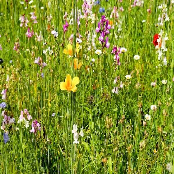 A field of wildflowers swaying gently in the breeze, with a sense of peace and tranquility.